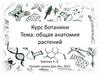 Общая анатомия растений. Часть 4