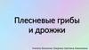 Плесневые грибы и дрожжи