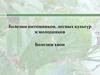 Лесная фитопатология. Болезни питомников, лесных культур и молодняков. Болезни хвои