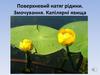 Поверхневий натяг рідини. Змочування. Капілярні явища