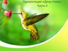 День птиц  (часть 2)