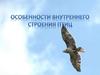 Особенности внутреннего строения птиц