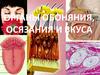 Органы обоняния, осязания и вкуса