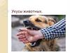 Укусы животных