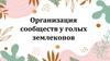 Организация сообществ у голых землекопов