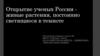 Открытие ученых России - живые растения, постоянно светящиеся в темноте