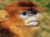 Chinese golden monkey name Tong Aiping