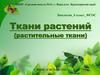 Ткани растений