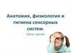 Анатомия, физиология и гигиена сенсорных систем. Орган зрения