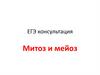 Митоз и мейоз