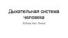 Дыхательная система человека