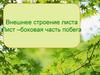 Лист. Внешнее и внутреннее строение. 9 класс