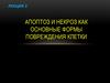 Апоптоз и некроз как основные формы повреждения клетки
