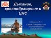 Дыхание, кровообращение и  ЦНС