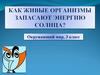 Как живые организмы запасают энергию Солнца?  3 класс