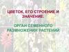 Цветок, его строение и значение