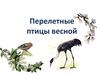 Перелетные птицы весной
