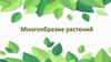 Многообразие растений