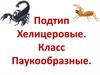 Подтип Хелицеровые. Класс Паукообразные