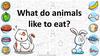 What do animals like to eat?
