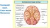 Головной мозг. Ствол мозга. Мозжечок