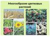 Многообразие цветковых растений