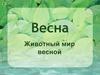 Весна. Животный мир весной