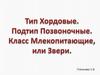 Тип Хордовые. Подтип Позвоночные. Класс Млекопитающие, или Звери