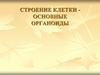 Строение клетки. Основные органоиды