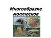 Многообразие моллюсков