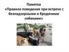 Памятка «Правила поведения при встрече с безнадзорными и бродячими собаками»