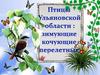 Птицы  Ульяновской области