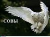 Совы