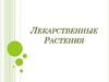 Лекарственные Растения