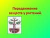 Передвижение веществ у растений