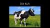 Die Kuh