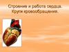 Строение и работа сердца. Круги кровообращения