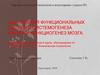 Теория функциональных систем и системогенеза. Морфо и функциогенез мозга
