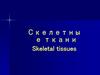 Скелетные ткани