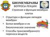 Строение и функции мембран клеток