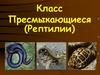 Класс Пресмыкающиеся (Рептилии)