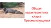 Общая характеристика класса Пресмыкающиеся