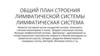 Общий план строения лимфатической системы