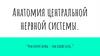 Анатомия центральной нервной системы