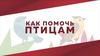 Как помочь питомцам