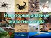 Некоторые опасные животные мира