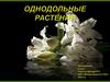 Однодольные растения
