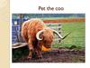 Pet the coo