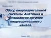 Обзор пищеварительной системы. Анатомия и физиология органов пищеварительного канала