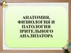 Анатомия, физиология и патология зрительного анализатора